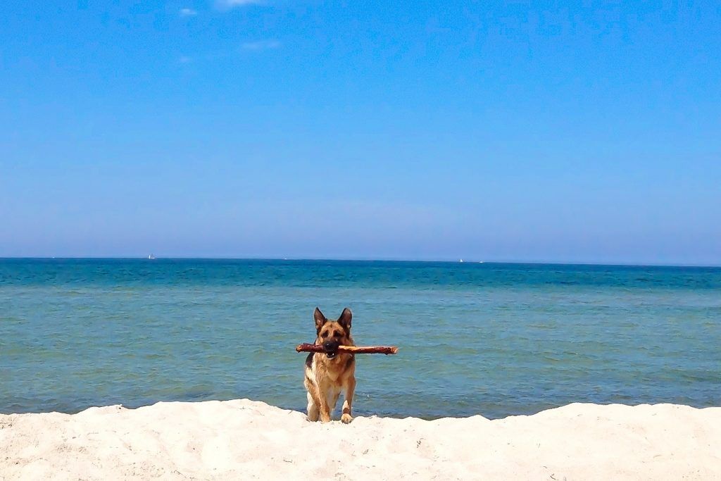 Hund am Nordstrand 