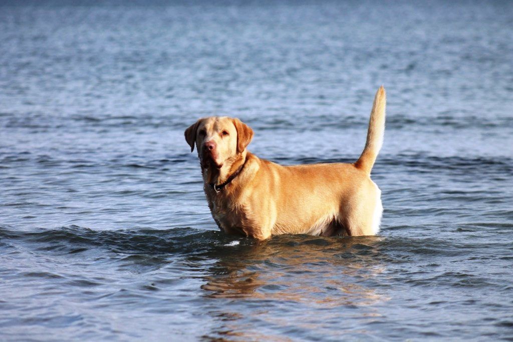 Hund im Wasser