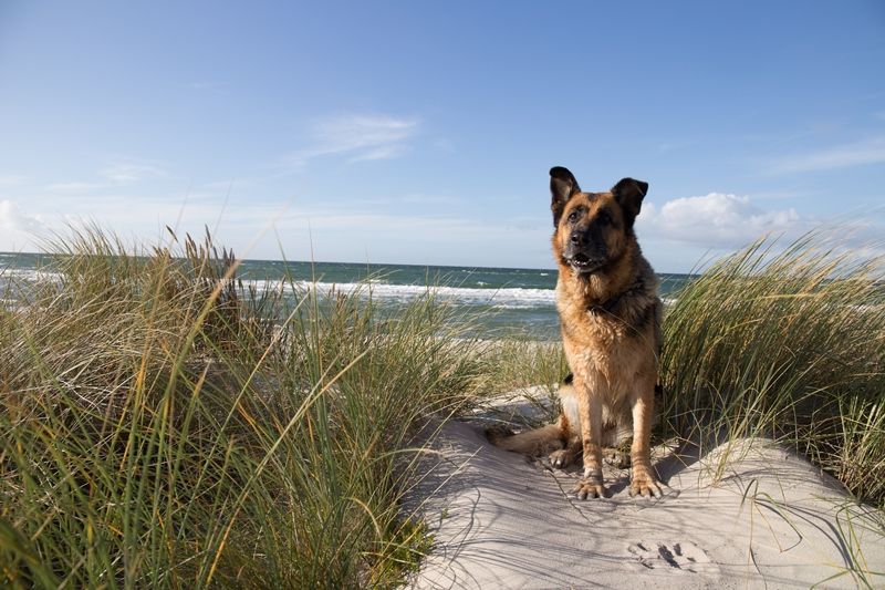 Hund in den Dünen