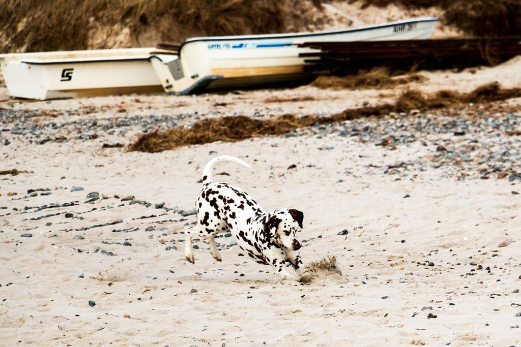 Hund spielt am Weststrand