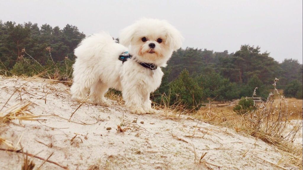 Kleiner Hund in den Dünen