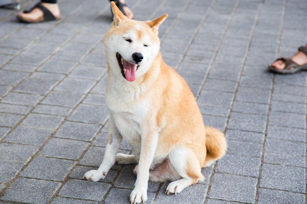 Hund vor Laden