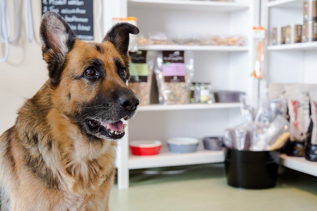 Schäferhund im Hundestore