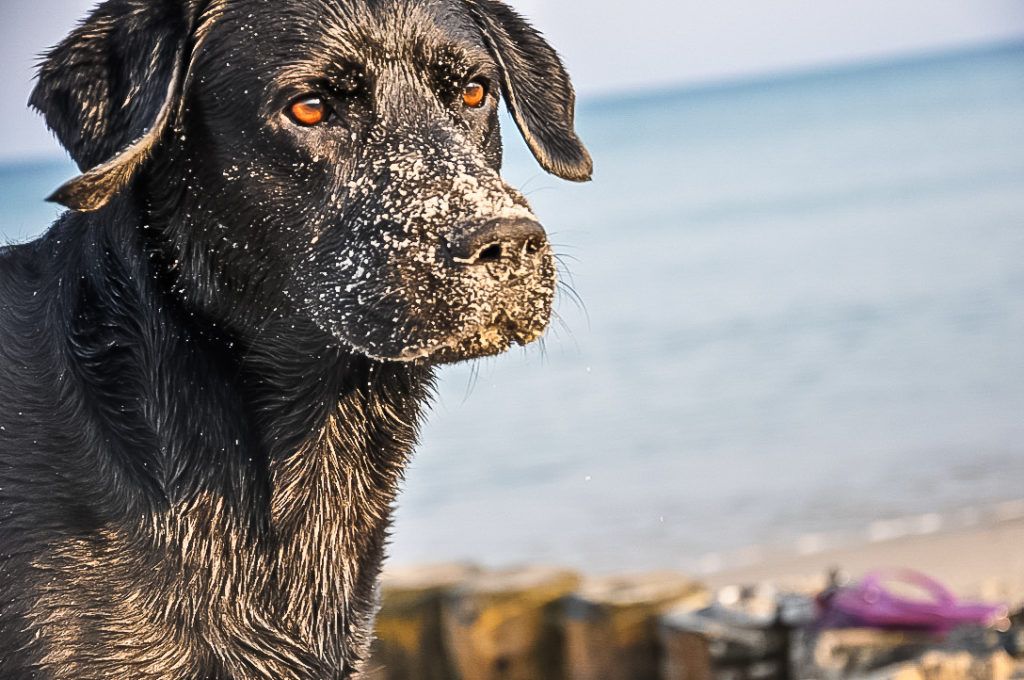 Labrador Kuno am Strand