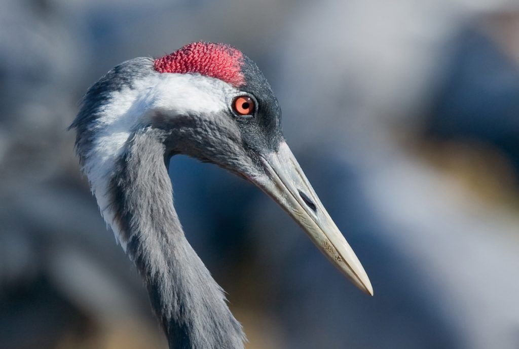 Graukranich Portrait