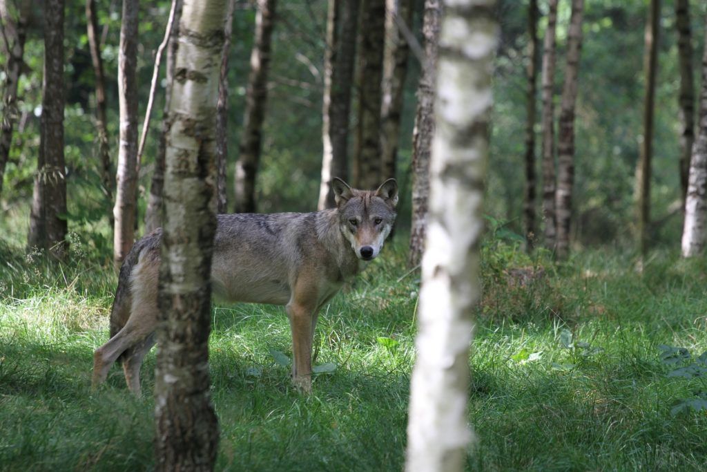 Wolf im Wald 