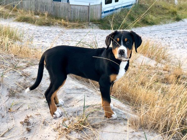 Hundeurlaub Fischland-Darß-Zingst