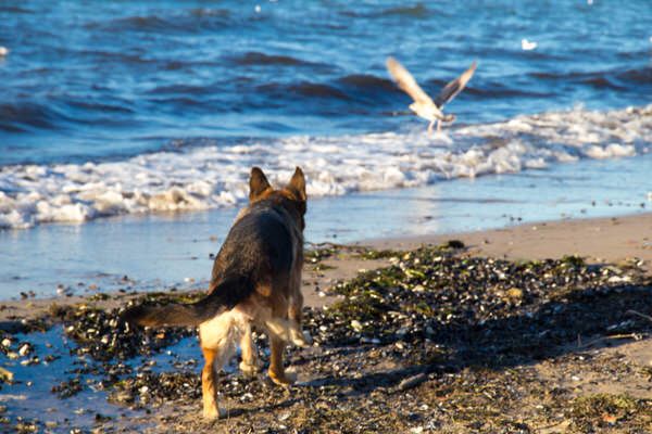 Weststrand Hundestrand