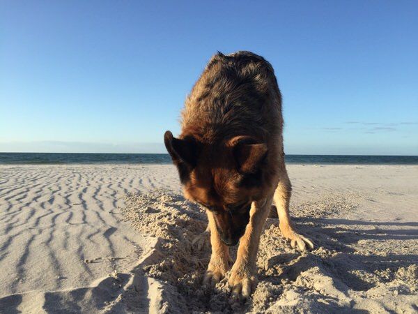 Hundeurlaub Fischland-Darß-Zingst - Strand Ahrenshoop