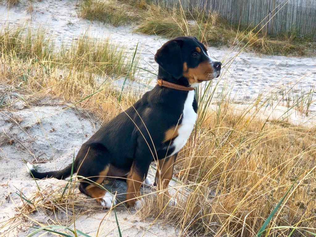 Hundestrand Ahrenshoop